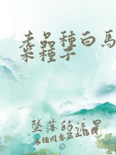 老品种白马牙玉米种子