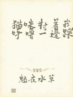 猫咪对着我一边呼噜一边踩奶