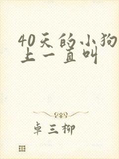 40天的小狗晚上一直叫