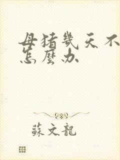 母猪几天不吃食怎么办