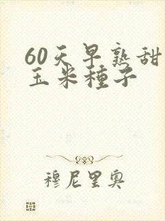 60天早熟甜糯玉米种子