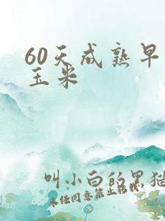 60天成熟早熟玉米