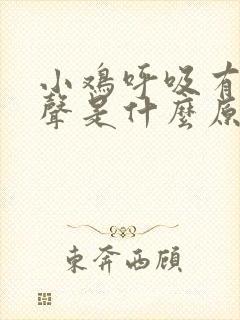 小鸡呼吸有呼噜声是什么原因