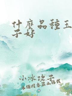 什么品种玉米种子好