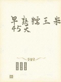 早熟糯玉米种子 45天