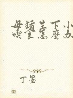 母猪生下小猪不吃食怎么办