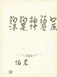 狗狗抽筋口吐白沫是什么原因