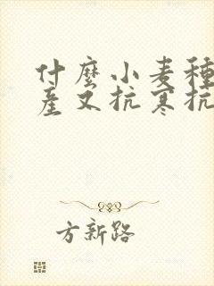 什么小麦种子高产又抗寒抗旱