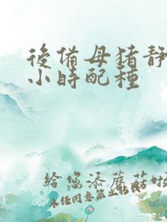 后备母猪静立几小时配种