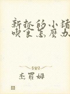 新抓的小猪崽不吃食怎么办