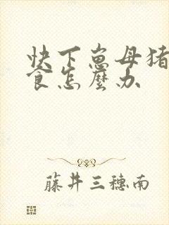 快下崽母猪不吃食怎么办