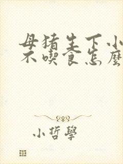 母猪生下小猪后不吃食怎么办