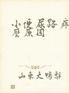 小便尿路疼是什么原因