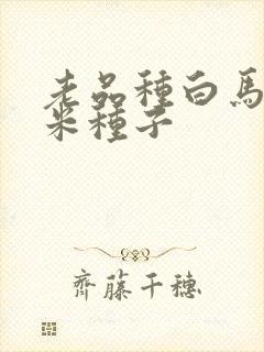 老品种白马牙玉米种子