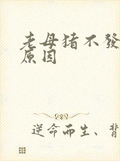 老母猪不发情的原因