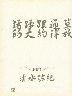 猪蹄跟通草催奶的大约得放多少通草