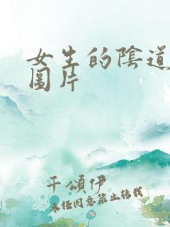 女生的阴道高清图片