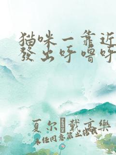 猫咪一靠近人就发出呼噜呼噜的声音