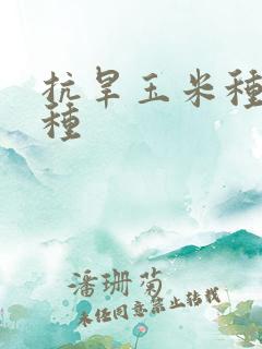 抗旱玉米种子品种