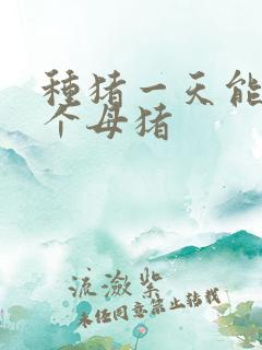 种猪一天能配几个母猪