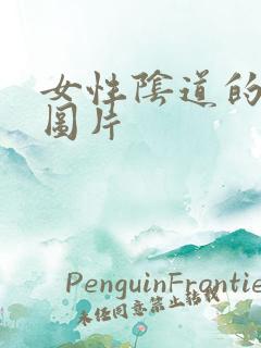 女性阴道的真人图片