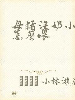 母猪没奶小猪仔怎么喂