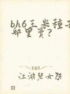 bh6玉米种子哪里卖?