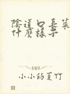 阴道口长菜花是什么样子