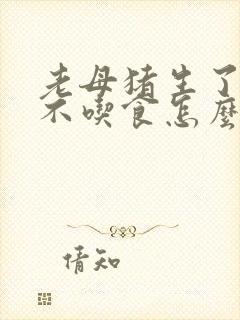 老母猪生了小猪不吃食怎么办