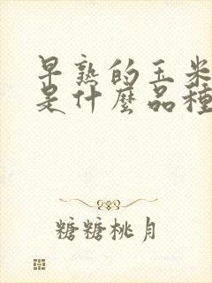 早熟的玉米种子是什么品种