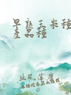 早熟玉米种子高产品种