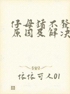 仔母猪不发情的原因及解决办法