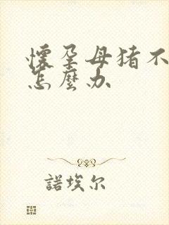 怀孕母猪不吃食怎么办