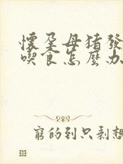 怀孕母猪发烧不吃食怎么办