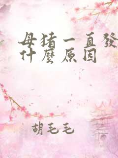 母猪一直发情是什么原因