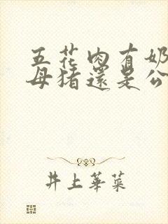 五花肉有奶头是母猪还是公猪