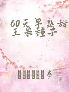 60天早熟甜糯玉米种子