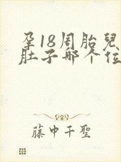 孕18周胎儿在肚子哪个位置