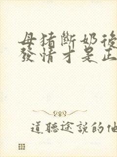 母猪断奶后几天发情才是正常的呢