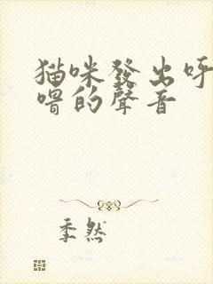 猫咪发出呼噜呼噜的声音