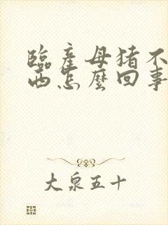 临产母猪不吃东西怎么回事