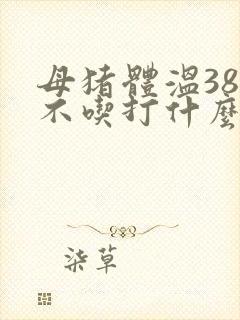 母猪体温38度不吃打什么针