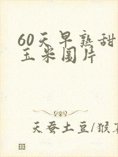 60天早熟甜糯玉米图片