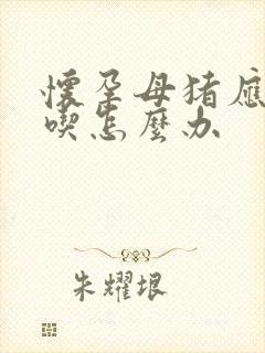 怀孕母猪应激不吃怎么办