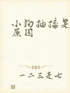 小狗抽搐是什么原因