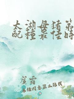 太湖母猪第一次配种最佳时机