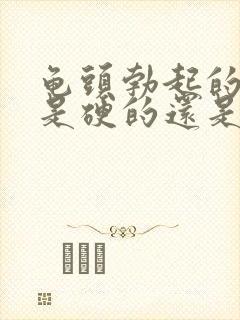 龟头勃起的时候是硬的还是软的