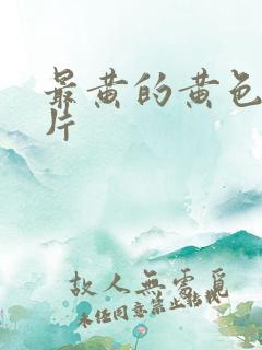 最黄的黄色一级片