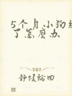 5个月小狗细小了怎么办