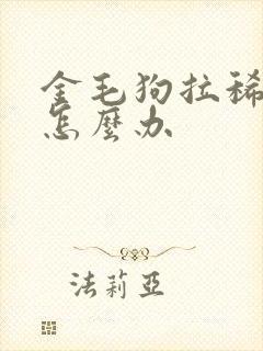 金毛狗拉稀呕吐怎么办